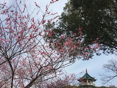 -无锡梅园公园