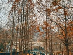 -白水寺森林公园