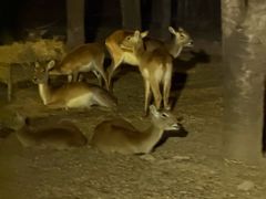 -清迈夜间动物园