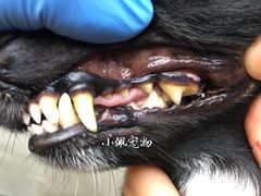 -PETKIT小佩宠物(古北店)