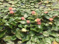 -渭南桃花源民俗文化园