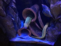 -悉尼海洋生物水族馆