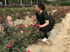 -亚龙湾国际玫瑰谷