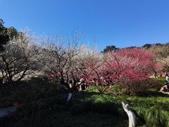 -杭州植物园