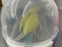 -爱侣宠医·鹦鹉专科·小型哺乳类·异宠专科(灵石路店)