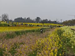-三圣花乡旅游区