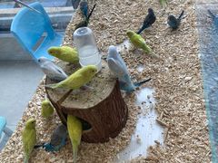 -怪兽屋·羊驼·猫咖·狗咖(俊华广场店)