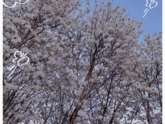 -猫尾侦探俱乐部·剧本杀·狼人杀