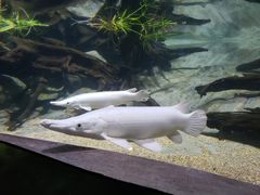 -新加坡海洋生态馆
