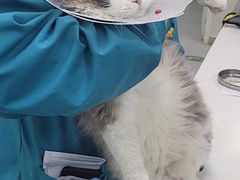 -中农国际动物医院24小时·猫科·骨科·急重症中心
