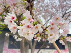 -上海共青森林公园