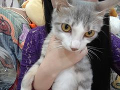 -瑞派名望志远动物医院·猫科·內科·异宠专科(直港大道店)