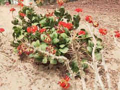 -南通洲际绿博园