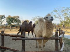 -祥源·阜阳生态乐园