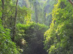 -西双版纳原始森林公园