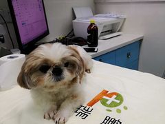 -瑞鹏宠物医院华南总院·夜诊·心脏科·骨科
