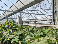 -马陆小张葡萄园农家乐