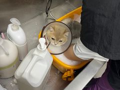 -创凡宠物医院·骨专科  猫科中心(西乡分院)