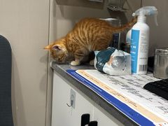 -四月宠物医院·猫专科·心脏专科·内科(转塘店)