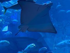 -迪拜水族馆及水下动物园
