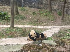 -都江堰中华大熊猫苑