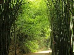 -芦沟竹海
