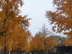 -三里屯东五街银杏大道