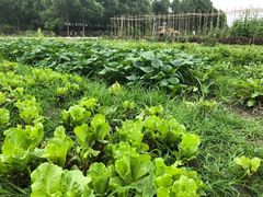 -洪湖家庭农场·团建·露营·会议