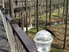 -黄海国家森林公园