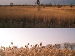 -野鸭湖国家湿地公园