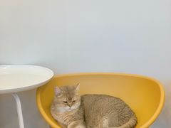 -有喵·猫咖·狗咖·30几只猫10只小狗(岗厦店)