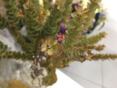 -Butchart布查德鲜花(花艺设计中心)