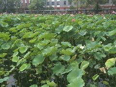 -三圣花乡旅游区