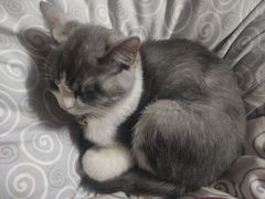 -爱侣宠医·鹦鹉专科·小型哺乳类·异宠专科(灵石路店)