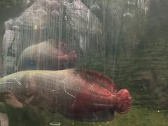 -青青世界