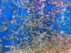 -成都浩海立方海洋公园