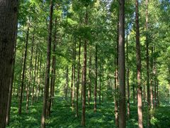 -黄海国家森林公园