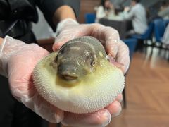 -肆月河豚·新淮扬(金融街店)