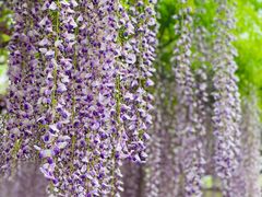 -嘉定紫藤园