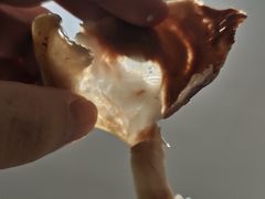 -洪记白水羊头(留学路店)