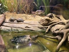-正佳雨林生态植物园