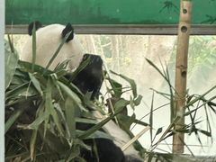 -广州动物园