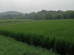 -八卦田遗址公园