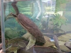 android_upload_pic-旺顺阁海鲜广场(亚运村店)
