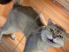 -猫十亿·布偶金渐层·曼基康矮脚猫舍(青年路店)