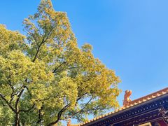 -上海东林寺(金山区)