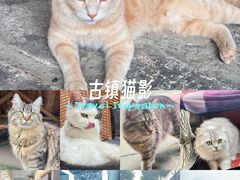 -安仁古镇