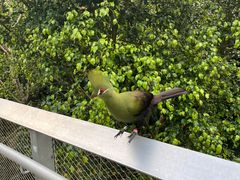 -新加坡飞禽公园