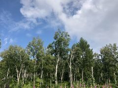 -塞罕坝国家级自然保护区