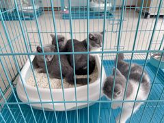 -翊宠yipet猫狗购宠庄园犬舍•猫舍